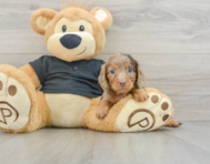 6 week old Dachshund Puppy For Sale - Puppy Love PR