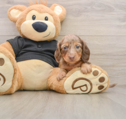 5 week old Dachshund Puppy For Sale - Puppy Love PR