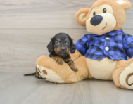 8 week old Dachshund Puppy For Sale - Puppy Love PR