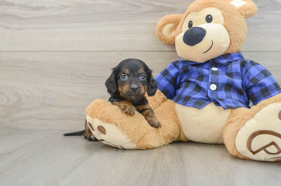 7 week old Dachshund Puppy For Sale - Puppy Love PR