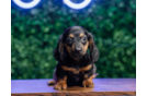 Cute Dachshund Baby