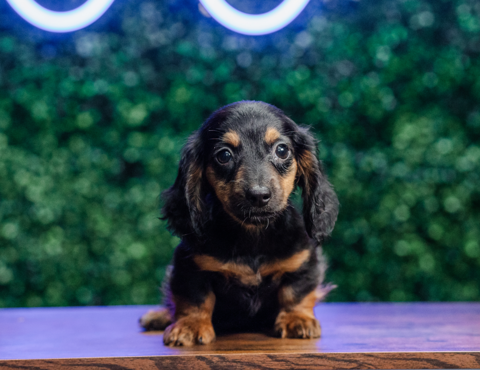 Cute Dachshund Baby