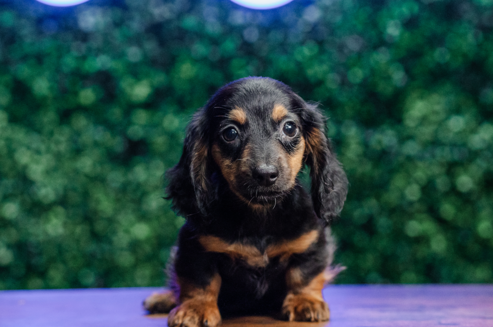10 week old Dachshund Puppy For Sale - Puppy Love PR