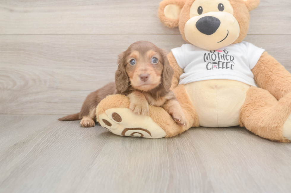 5 week old Dachshund Puppy For Sale - Puppy Love PR