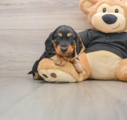 5 week old Dachshund Puppy For Sale - Puppy Love PR