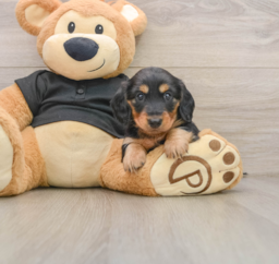 5 week old Dachshund Puppy For Sale - Puppy Love PR