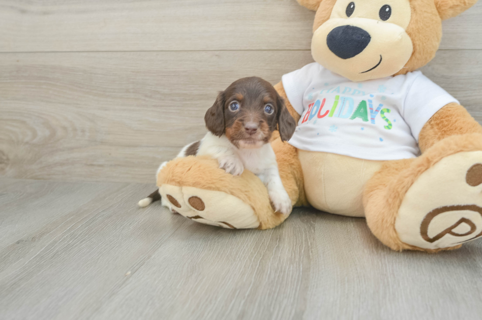 5 week old Dachshund Puppy For Sale - Puppy Love PR