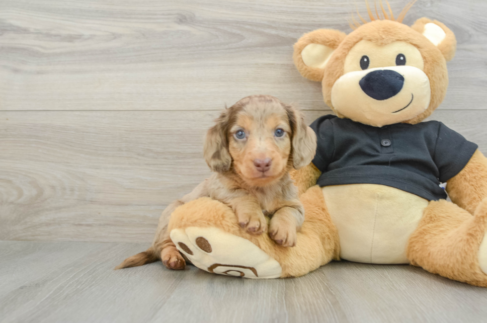 5 week old Dachshund Puppy For Sale - Puppy Love PR