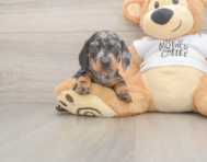 8 week old Dachshund Puppy For Sale - Puppy Love PR