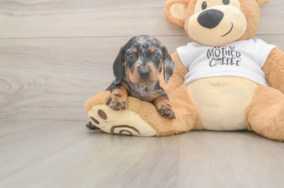 5 week old Dachshund Puppy For Sale - Puppy Love PR