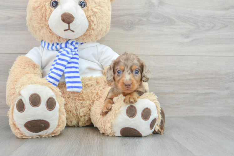 Meet Lulu - our Dachshund Puppy Photo 1/3 - Puppy Love PR Dachshund Puppy for Adoption