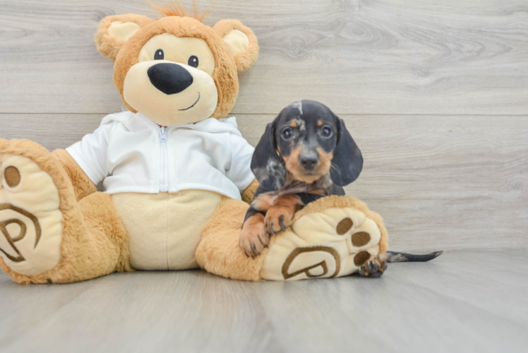 Meet Lupita - our Dachshund Puppy Photo 1/3 - Puppy Love PR Cute Dachshund Baby