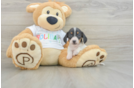 Cute Doxie Purebred Puppy