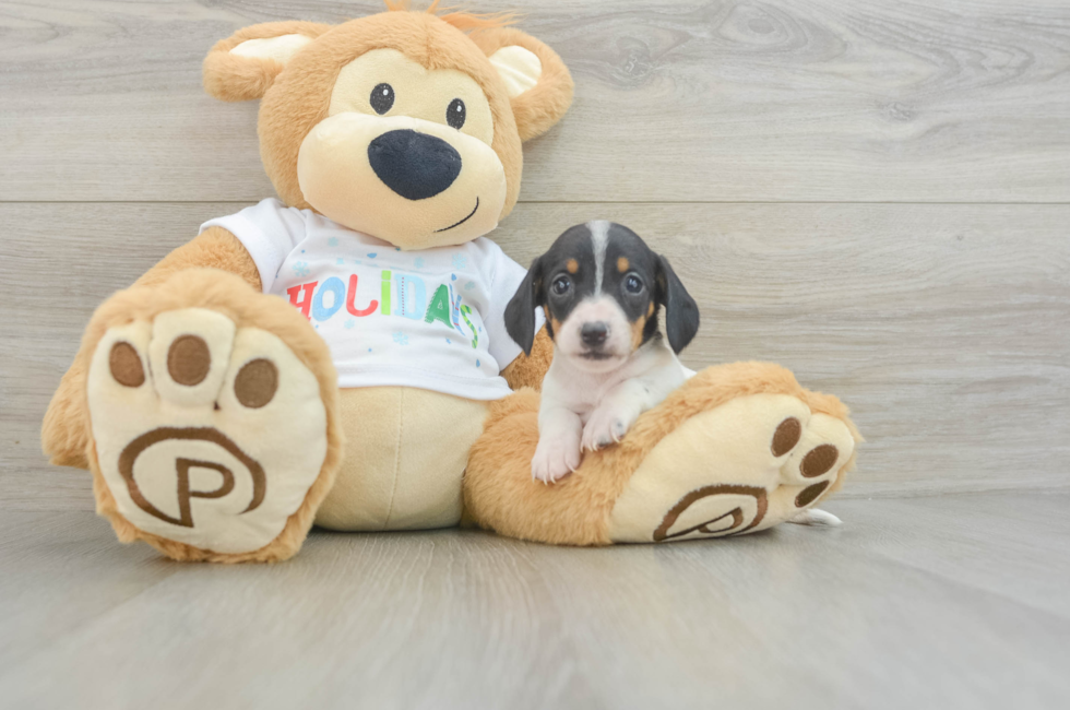 5 week old Dachshund Puppy For Sale - Puppy Love PR