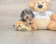 8 week old Dachshund Puppy For Sale - Puppy Love PR