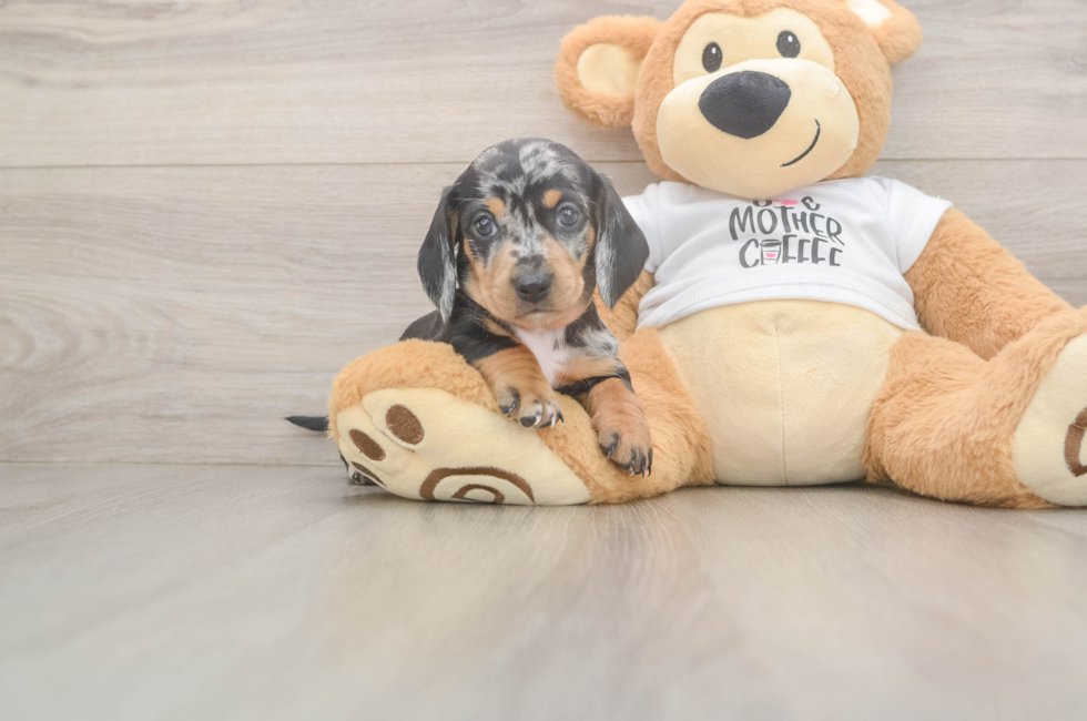 5 week old Dachshund Puppy For Sale - Puppy Love PR