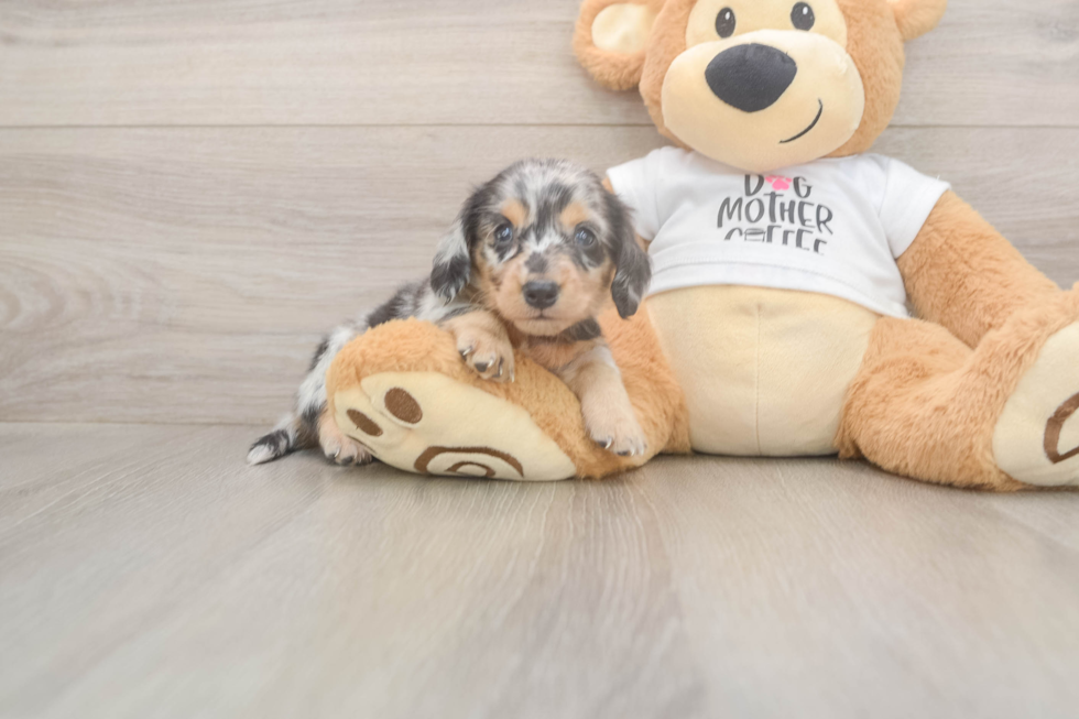 Meet Lupita - our Dachshund Puppy Photo  2/3 - Puppy Love PR Cute Dachshund Baby