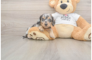Meet Lupita - our Dachshund Puppy Photo  2/3 - Puppy Love PR Cute Dachshund Baby