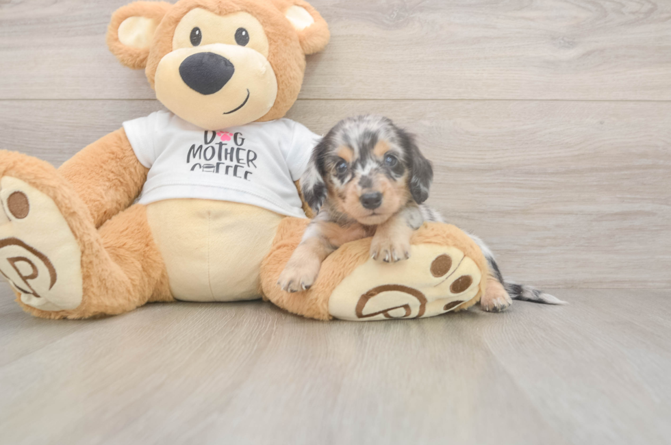 5 week old Dachshund Puppy For Sale - Puppy Love PR