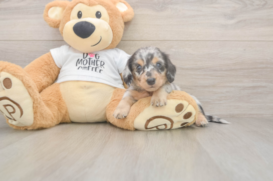 5 week old Dachshund Puppy For Sale - Puppy Love PR Cute Dachshund Baby