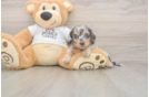Meet Lupita - our Dachshund Puppy Photo  1/3 - Puppy Love PR Cute Dachshund Baby