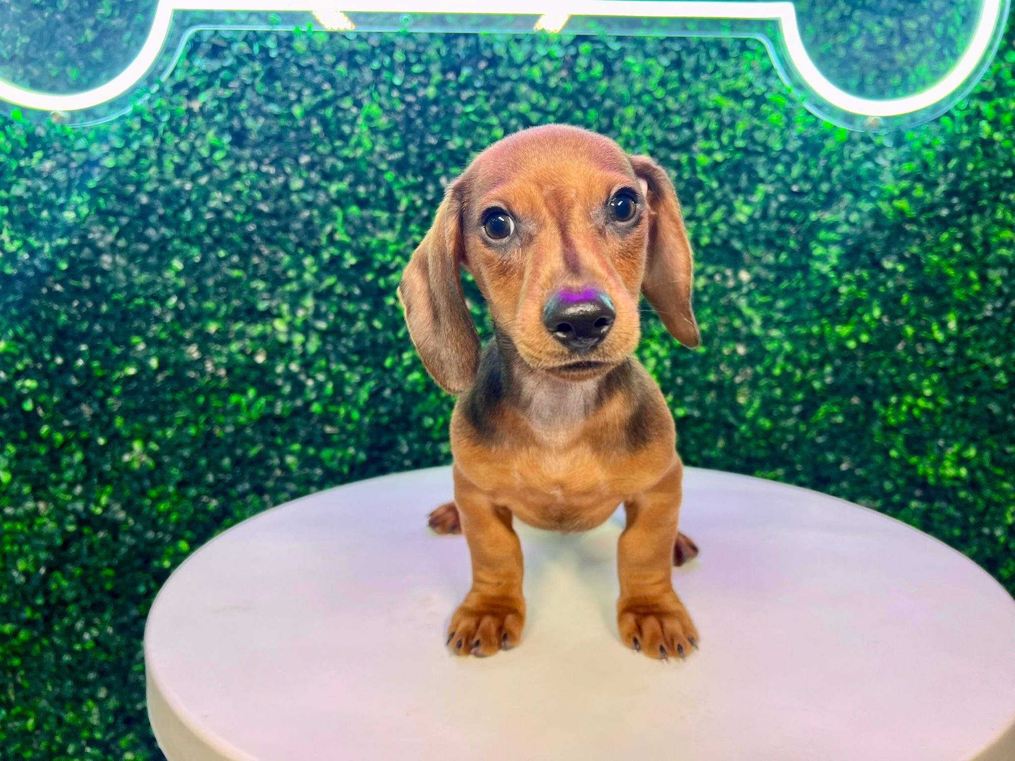 Cute Dachshund Baby