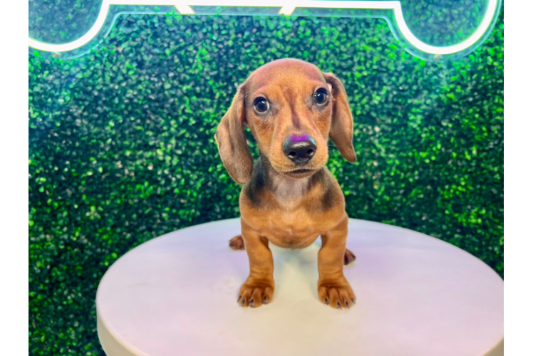 Cute Dachshund Baby