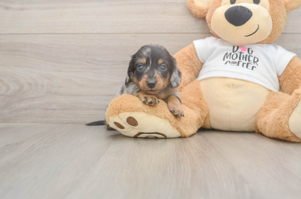 5 week old Dachshund Puppy For Sale - Puppy Love PR