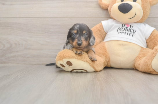 5 week old Dachshund Puppy For Sale - Puppy Love PR Cute Doxie Purebred Puppy