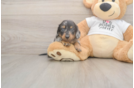Meet Lynyard - our Dachshund Puppy Photo  1/3 - Puppy Love PR Cute Doxie Purebred Puppy