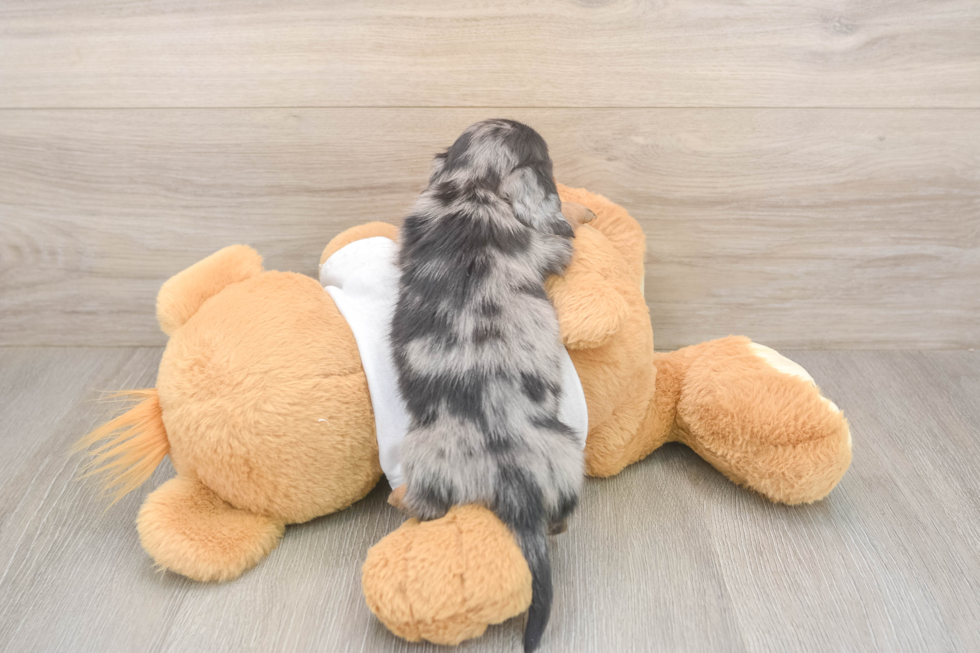 Meet Lynyard - our Dachshund Puppy Photo  3/3 - Puppy Love PR Dachshund Puppy for Adoption