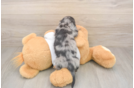 Meet Lynyard - our Dachshund Puppy Photo  3/3 - Puppy Love PR Dachshund Puppy for Adoption