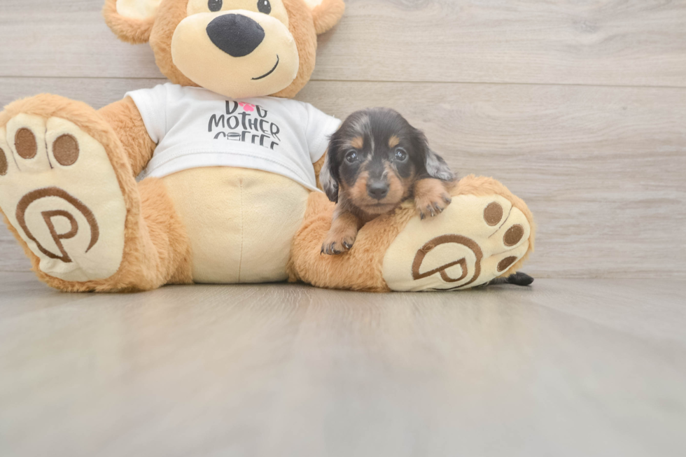 Meet Lynyard - our Dachshund Puppy Photo  2/3 - Puppy Love PR Dachshund Puppy for Adoption