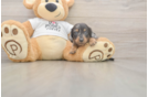Meet Lynyard - our Dachshund Puppy Photo  2/3 - Puppy Love PR Dachshund Puppy for Adoption