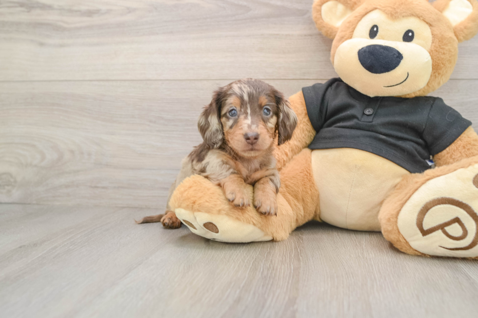 Cute Doxie Purebred Puppy