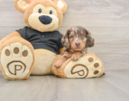 5 week old Dachshund Puppy For Sale - Puppy Love PR