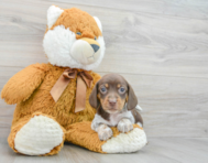 6 week old Dachshund Puppy For Sale - Puppy Love PR