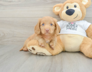 9 week old Dachshund Puppy For Sale - Puppy Love PR