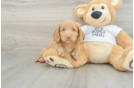 Best Dachshund Baby