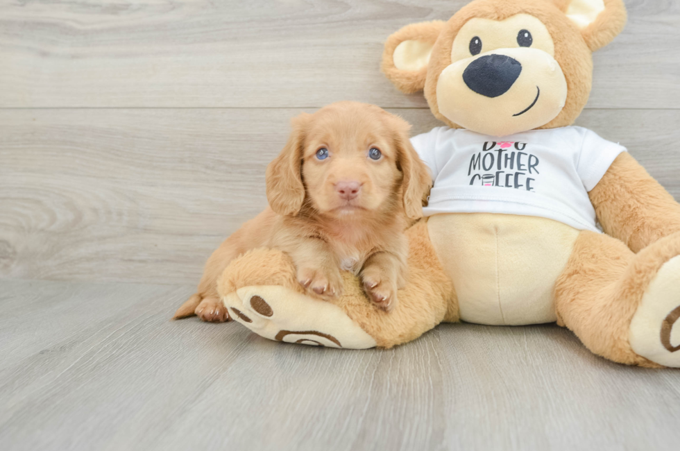 10 week old Dachshund Puppy For Sale - Puppy Love PR
