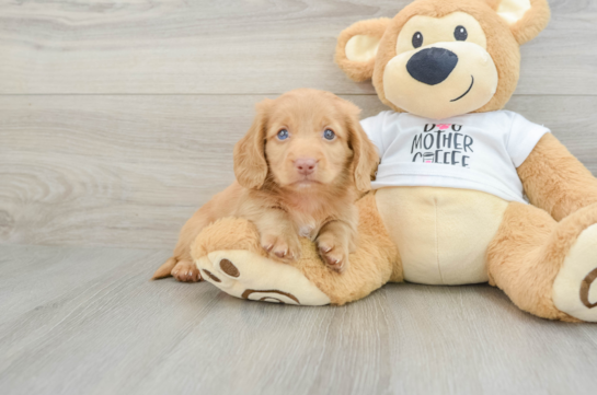 Best Dachshund Baby