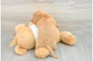 Cute Dachshund Purebred Pup