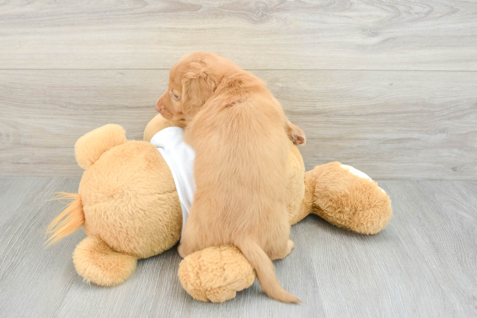 Cute Dachshund Purebred Pup