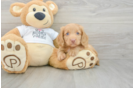 Best Dachshund Baby