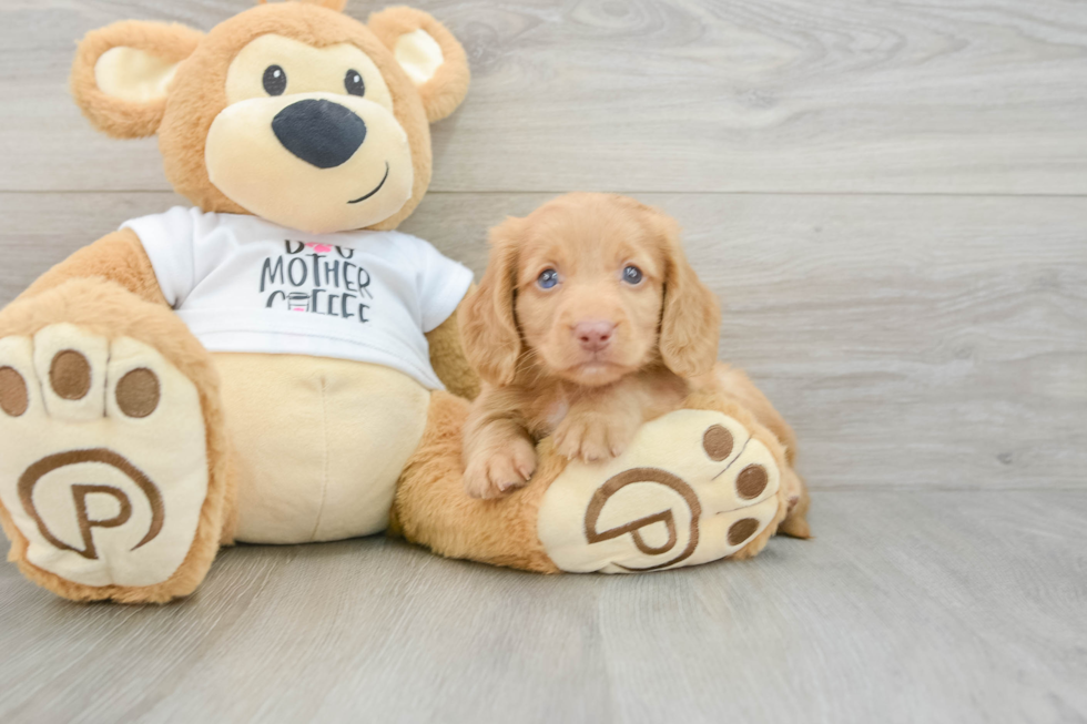 Best Dachshund Baby
