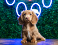 10 week old Dachshund Puppy For Sale - Puppy Love PR