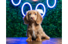 Dachshund Pup Being Cute