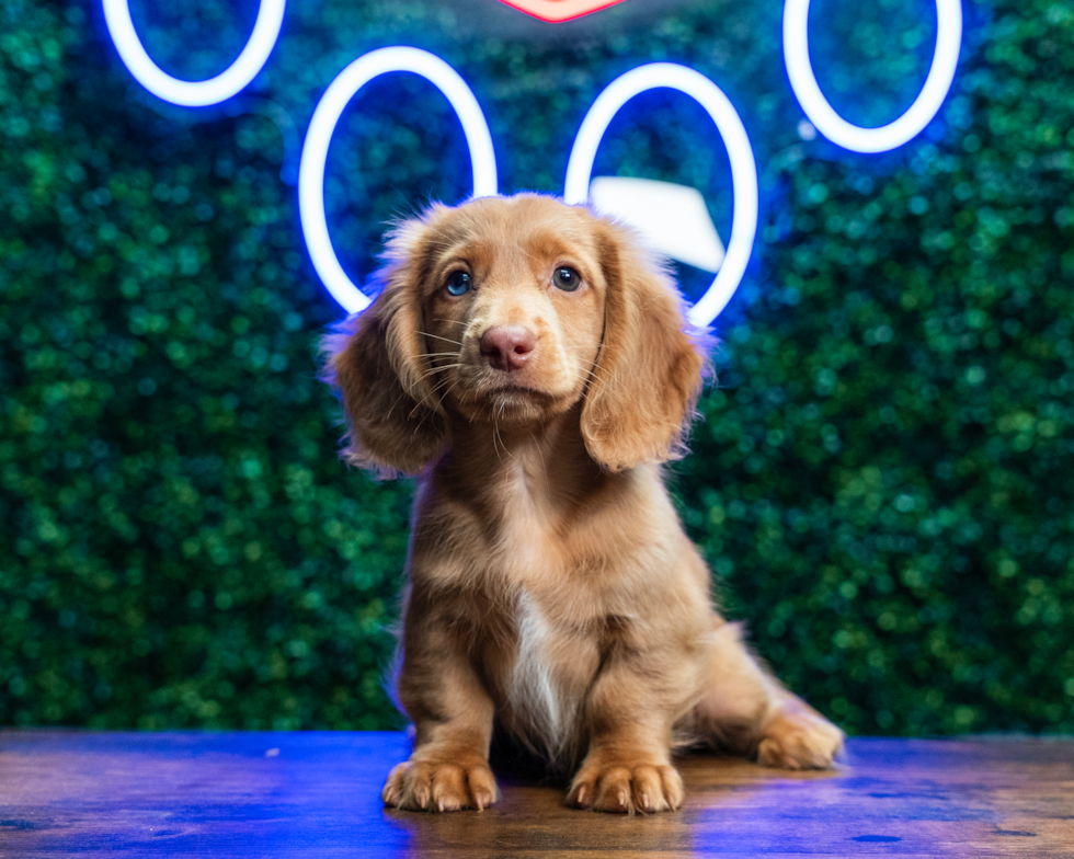Dachshund Pup Being Cute