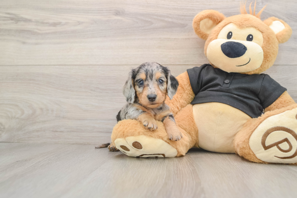 Dachshund Pup Being Cute