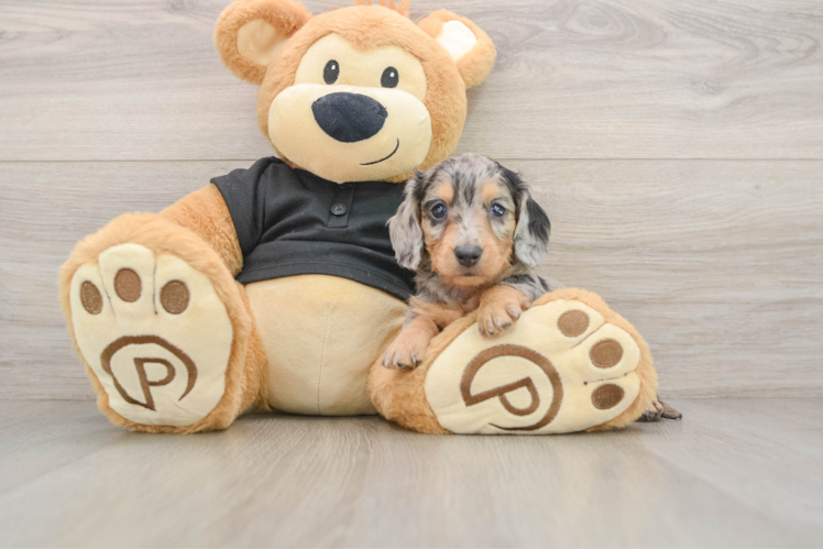 Cute Dachshund Purebred Pup
